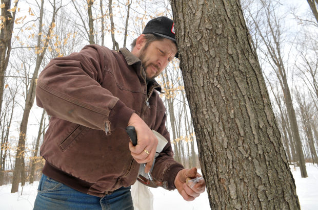 Tapping maple syrup